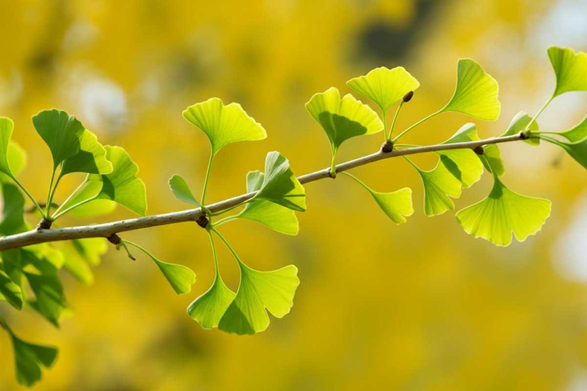 il gimgko biloba e le sue proprietà benefiche