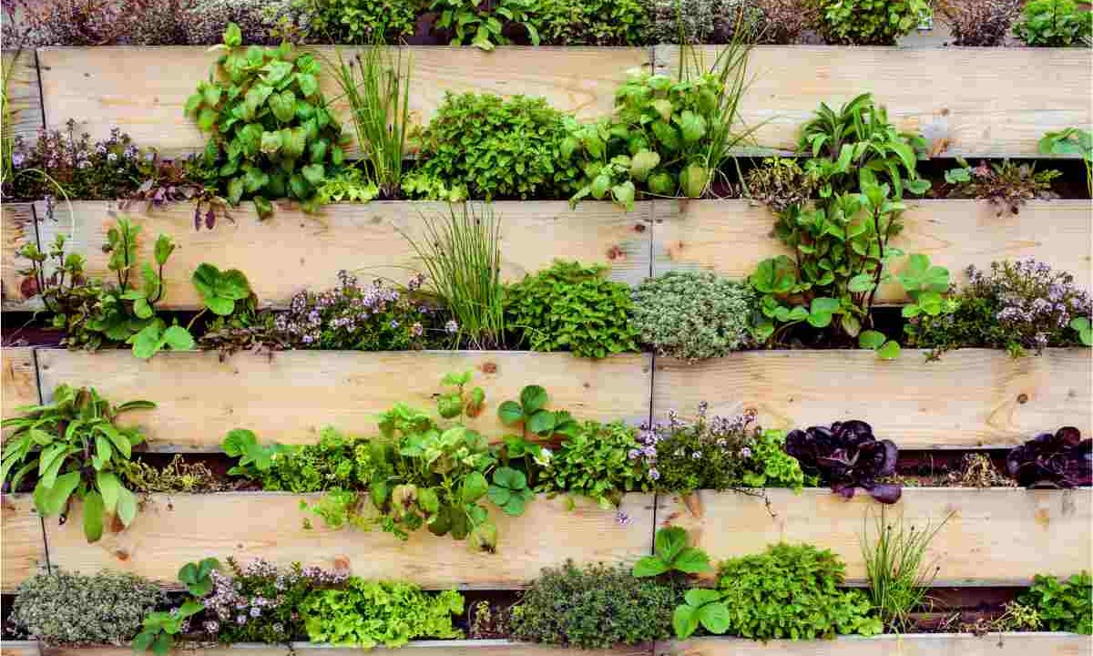 così cambi i muri in giardini verticali
